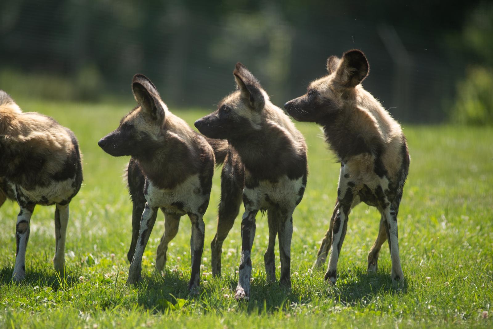 African Painted Dog The Wilds african-painted-dog-the-wilds